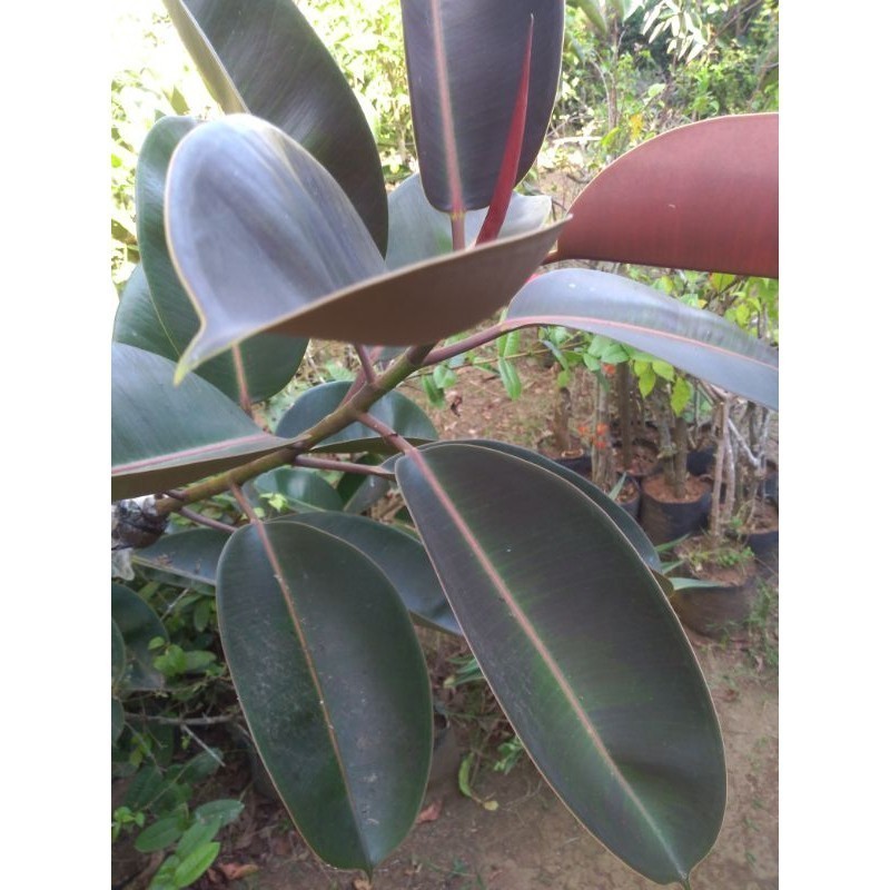 Stek Daun karet kebo/daun karet kebo merah/daun karet kebo segar obat stroke/ harga per lembar SP