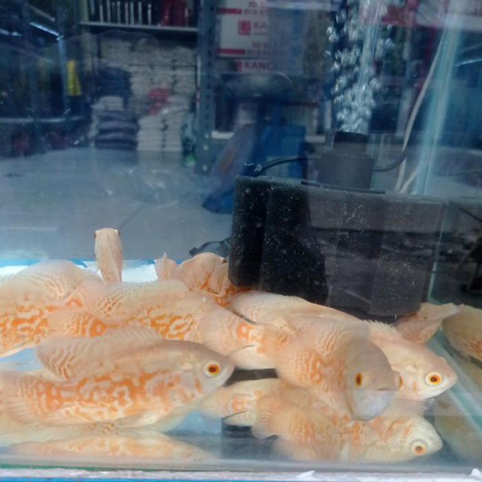 ikan Oscar batik albino 9-10cm marking bagus