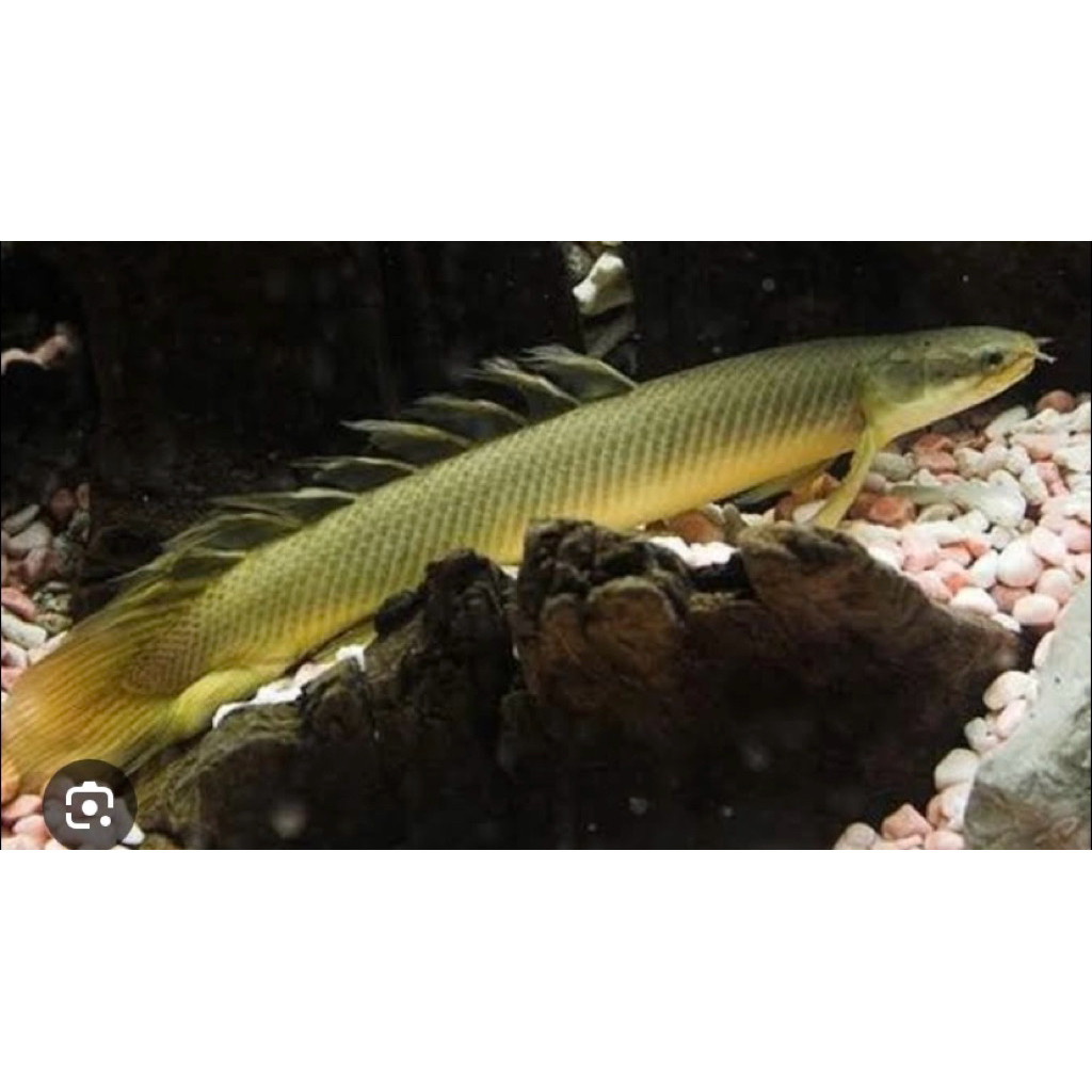 sinegalius hitam/ palmas hitam -+10cm