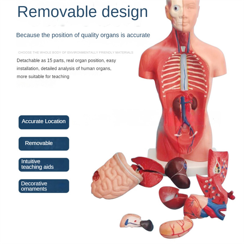 Torso Mannequin Anatomy Doll 15 Removable Parts Educational Organ Model Human Internal Organ Anatomy