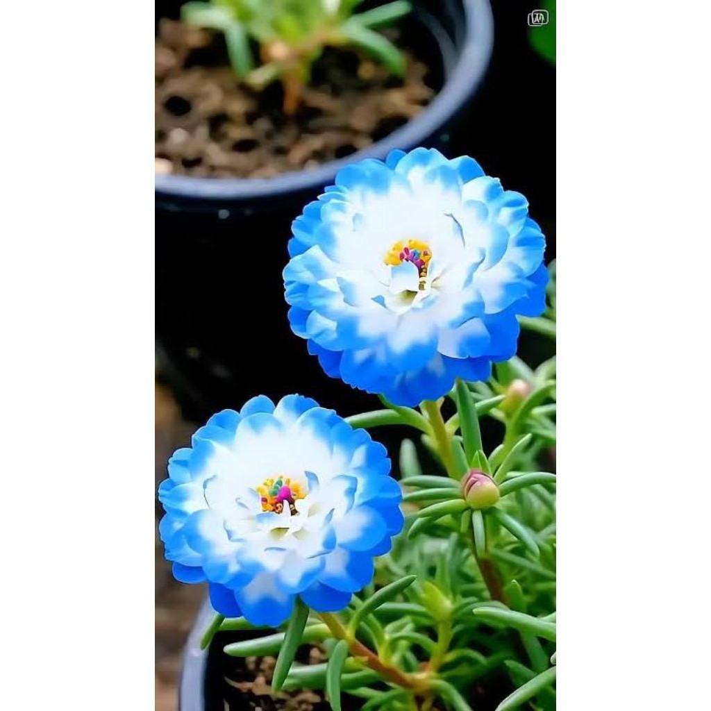 PROMO! TANAMAN HIAS MOSS ROSE KROKOT IMPORT WARNA BIRU HAWAI 10 BATANG