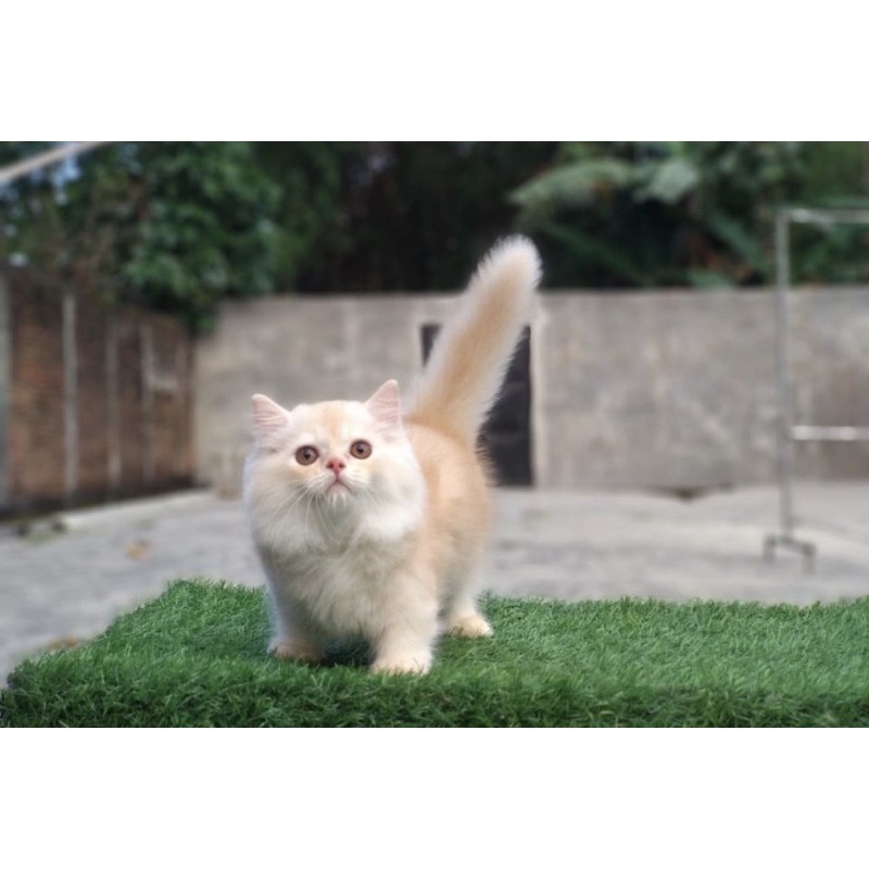 kucing persia kitten mainchoon ragdoll peaknose bengal munckhin  british scotis exotis unclecathouse