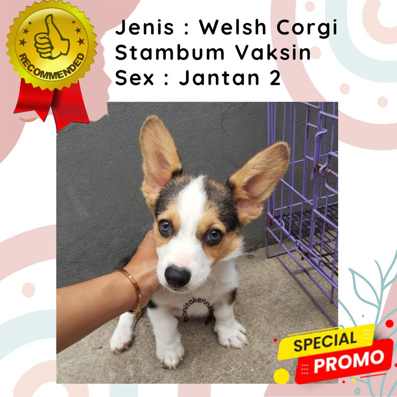 Anak Anjing Welsh Corgi Stambum Long Hair Jantan Betina Sable Three Color