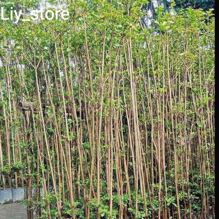 bibit pohon ketapang kencana 2 meter