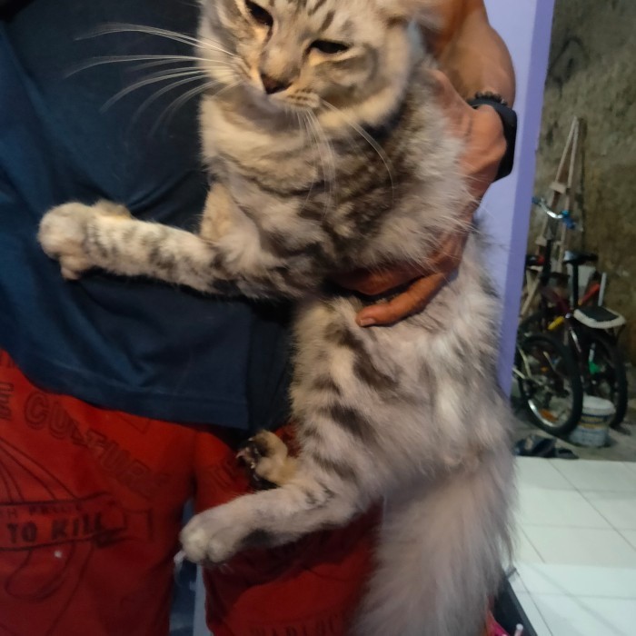 Mainan Kucing Persia Jantan