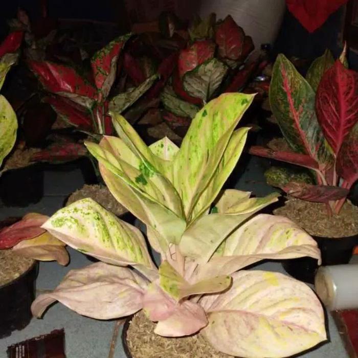 Tanaman hias aglonema EMERALD//Baby aglonema Emerald