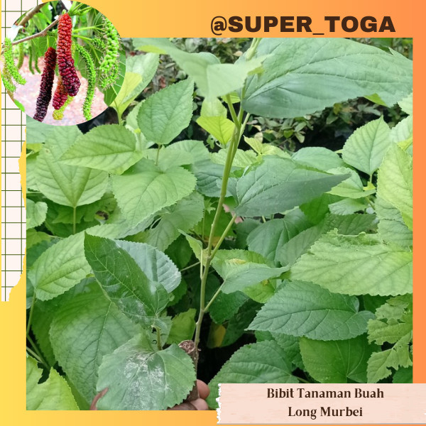 Tanaman Long Murbei bibit tanaman murbei long bibit long murbei merah hasil stek batang