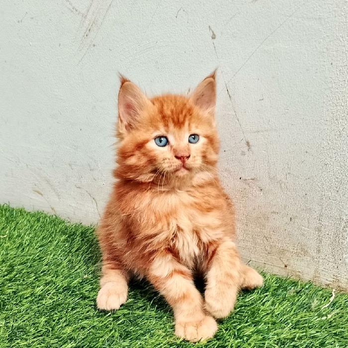 Kitten MaineCoon Jantan Pure bkn mix. induk ped Cfa.