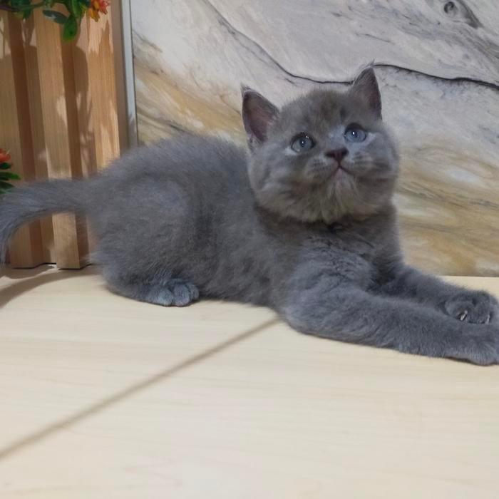 kucing bsh British short hair abu lucu