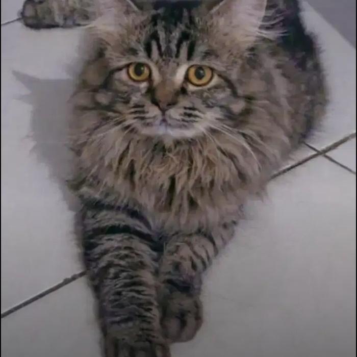 Kitten Mainecoon Jantan & Betina