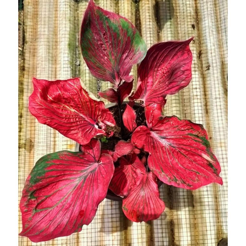 Umbi Caladium Nagasaki - keladi hias hybrid import thailand