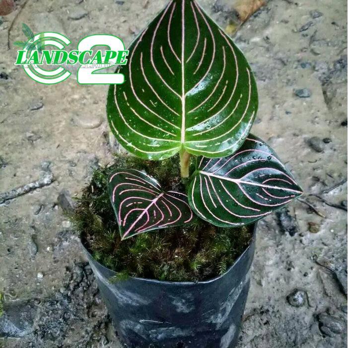 paket 3 aglonema tanamanhias aglonema -aglonema rotundum aceh - aglonema lipstik merah aurora - aglo