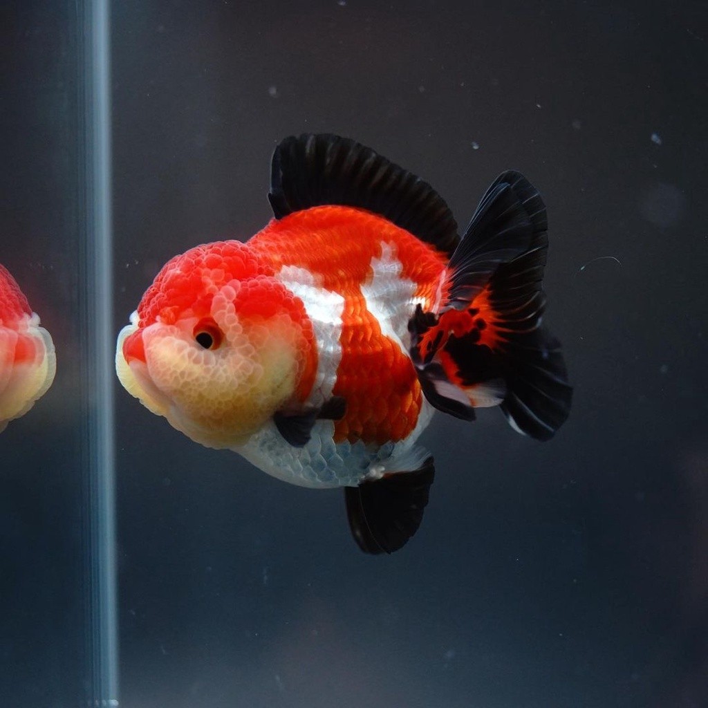 IKAN HIAS KOKI XL ORANDA TRICOLOUR 8-10 CM PANCAWARNA PANDA BIG SIZE HIGH QUALITY KOKI