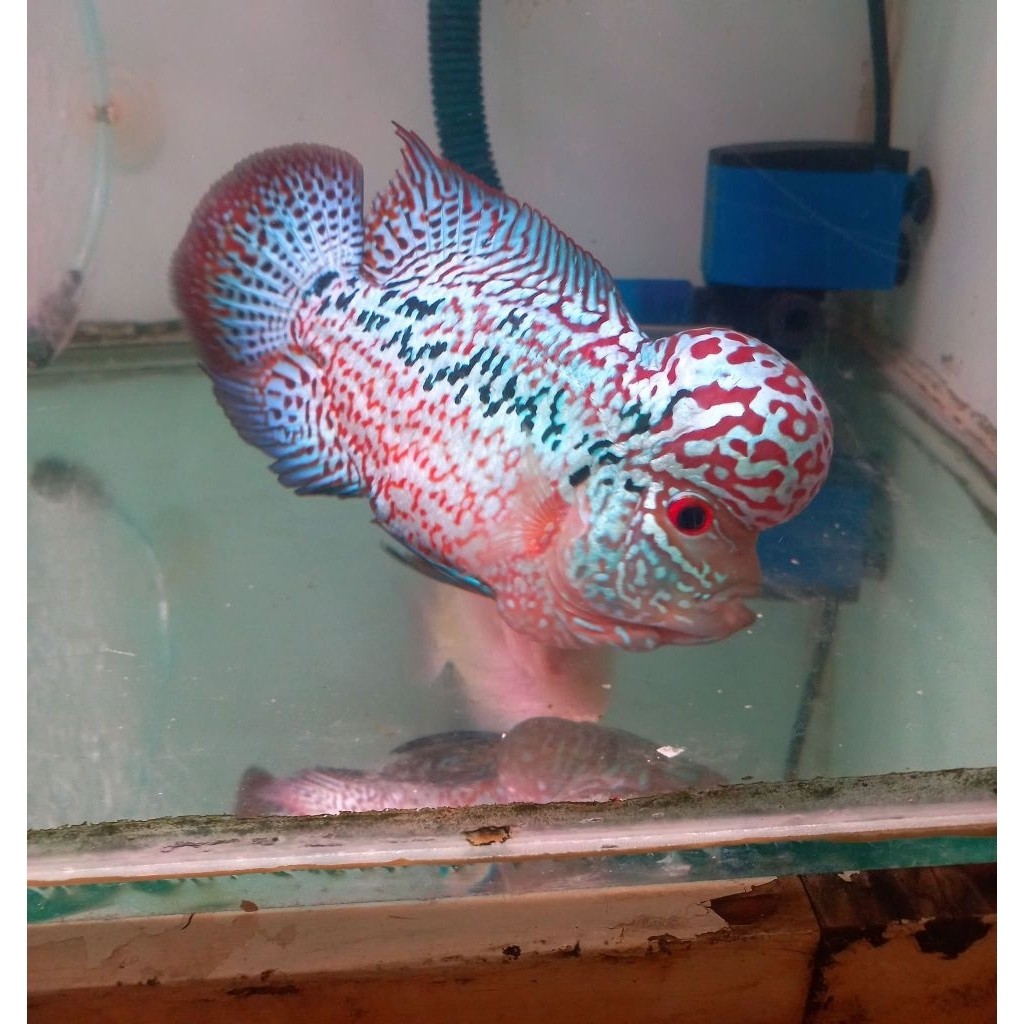 Louhan Burayak KAMFA F2 (Size 2- 3cm Up) lohan