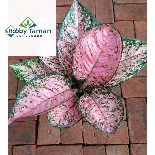 Tanaman hias Aglonema Ruby pink - Bunga hias aglonema