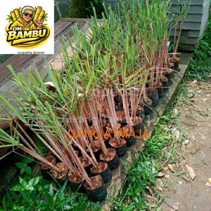 Sereh merah segar 1 kg sereh wangi/sereh merah