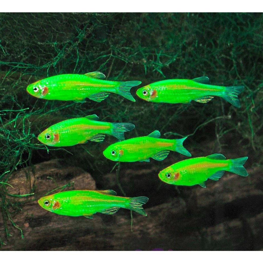Apple Green Danio Tetra Zebra / Hijau Apel Danio / Ikan Hias Aquascape