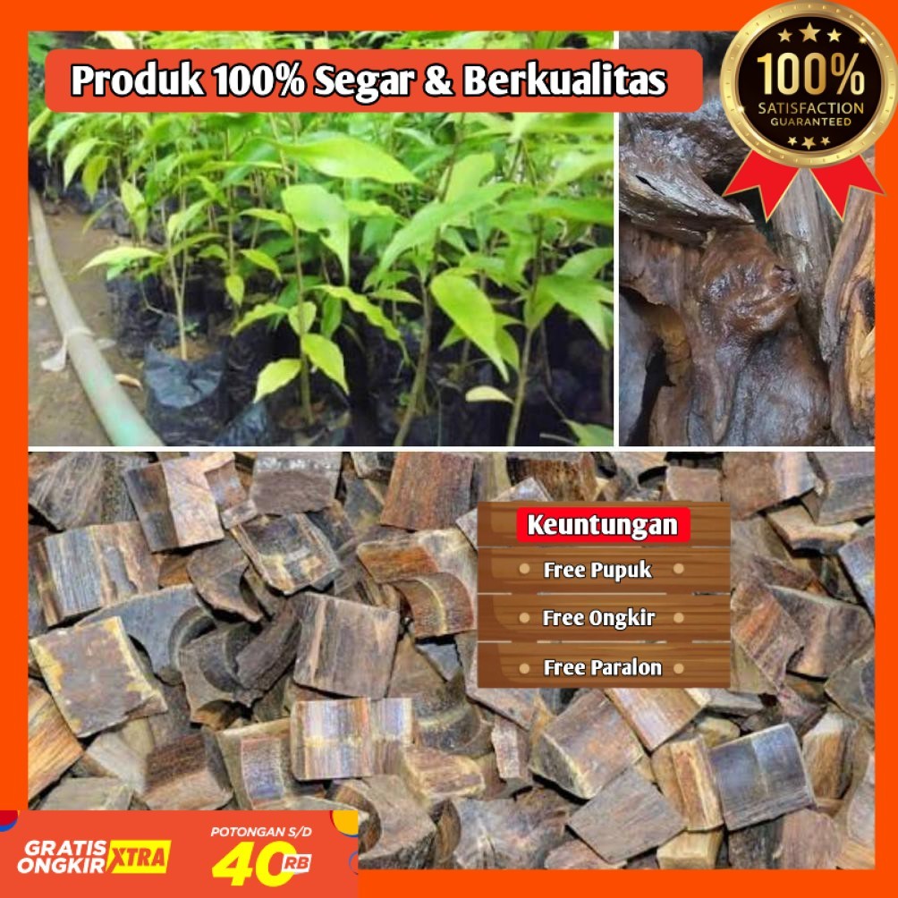 BIBIT POHON KAYU GAHARU ASLI SUPER UNGGUL KAYU SURGA SIAP TANAM