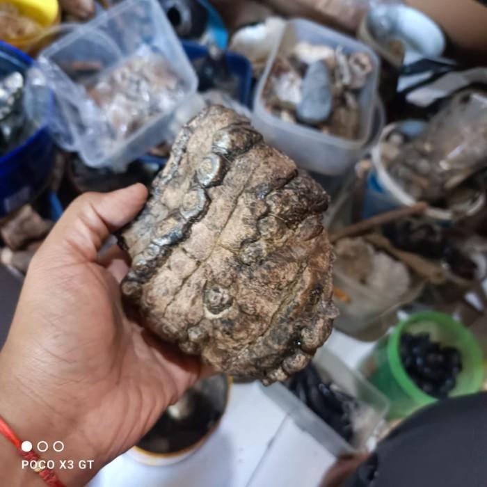 fosil gigi bam gajah ori untuk KJM1122