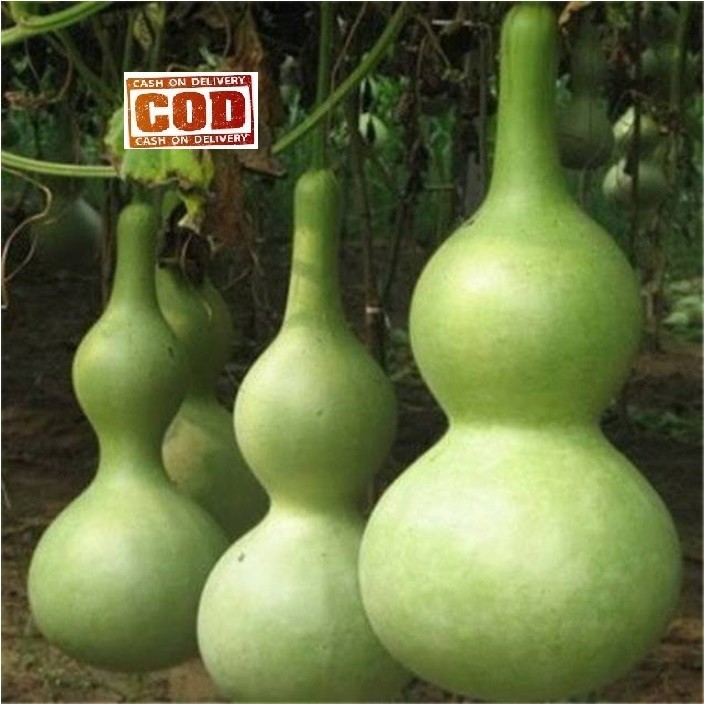 Promo Lebaran tahun 2026-LABU BOTOL / LABU AIR BOTOL 30 PCS biji / bibit / benih LABU BOTOL / seed l