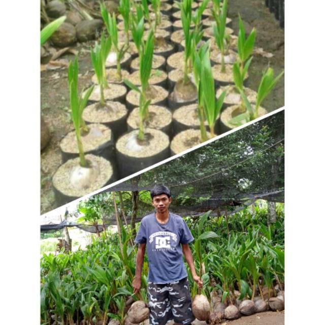 Bibit kelapa nias genjah Super