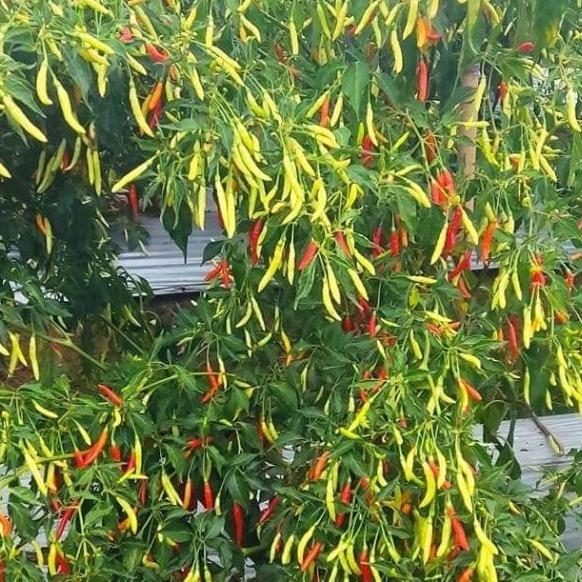 Benih Cabe Lokal Minahasa 13 gram (2000 lebih biji benih) Bonus Panduan Penanaman