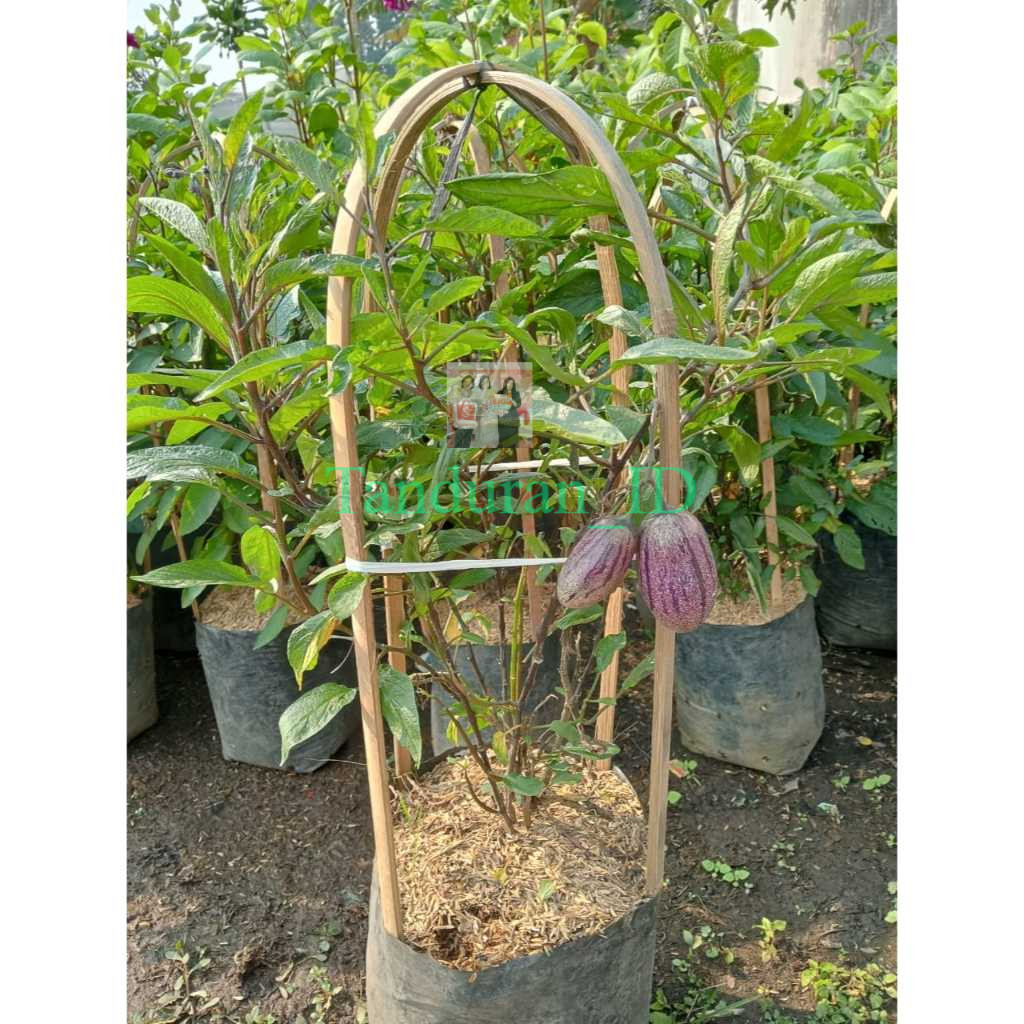 Bibit Tanaman Pepino Melon Berbuah Kuning