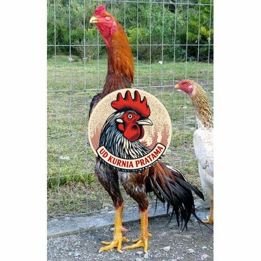 Telur ayam shamo jepang bangkok aduan fertil siap ditetaskan - ayam-shamo UD KURNIA PRATAMA