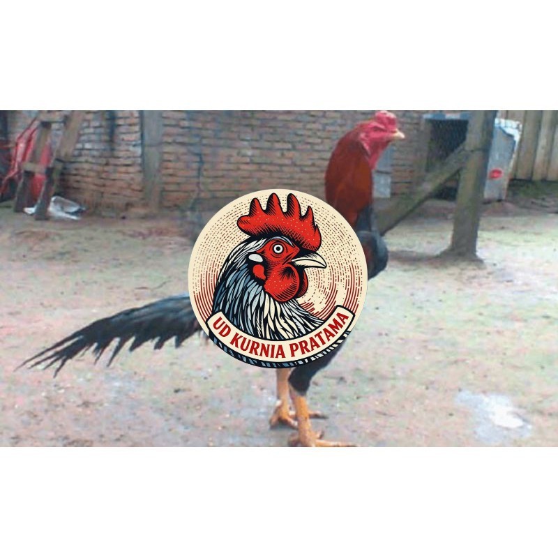 TELUR AYAM PAKHOY TURUNAN IMPORT UD KURNIA PRATAMA