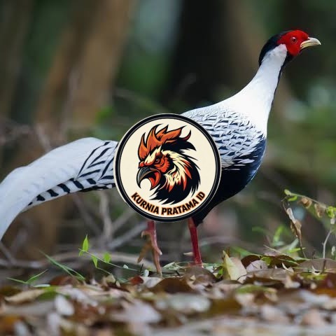 Telur ayam hias ringneck silver pheasant fertil asli KURNIA PRATAMA ID