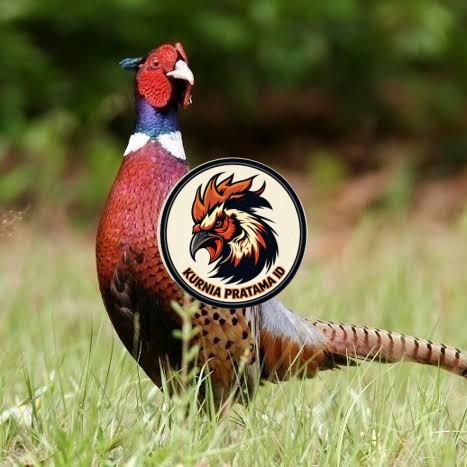 Telur ayam ringneck pheasant green / telur ayam hias fertil siap tetas KURNIA PRATAMA ID