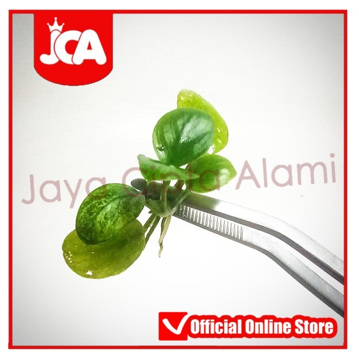 Anubias sp Pinto Dennerle dekorasi aquascape aquatic