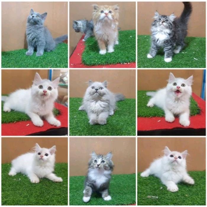 JUAL kucing bulu lebat Persia angora angora ragdol BSH himalaya Anakan