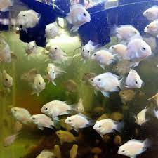 Ikan Platinum Polar sz S isi 3