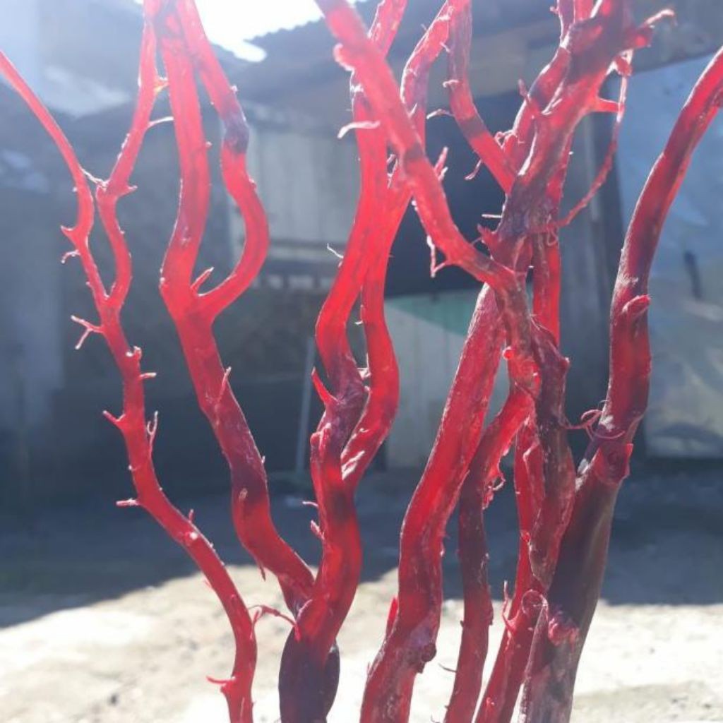 BAHAN GELANG POHON BATANG AKAR BAHAR MERAH HITAM