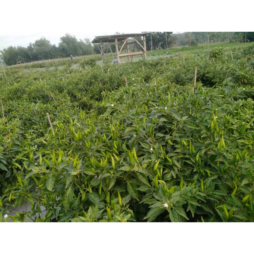 PROMOBenih Cabe Rawit RAWES Tahan Virus Hasil BesarMURAHH