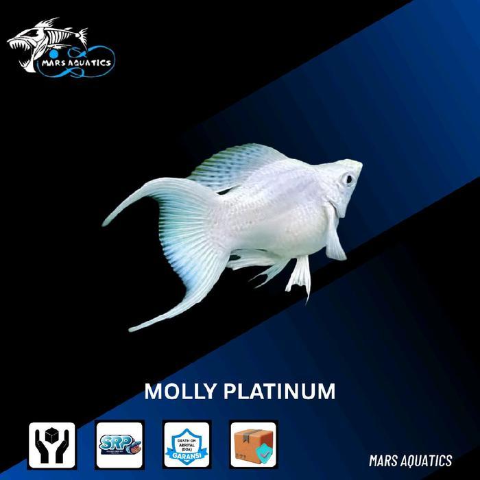 IKAN MOLLY PLATINUM IKAN HIAS IKAN MOLLY LONG TAIL AQUASCAPE