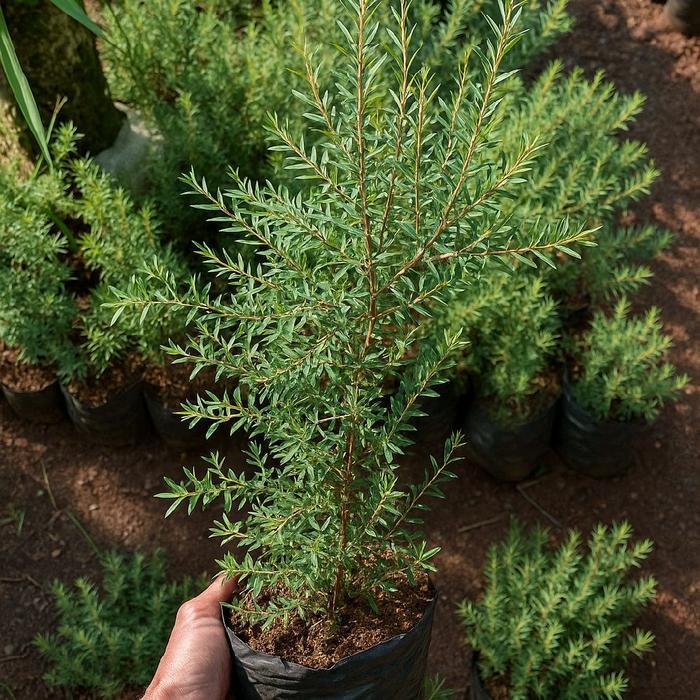 Tanaman kayu putih mini ( eucalyptus micro )