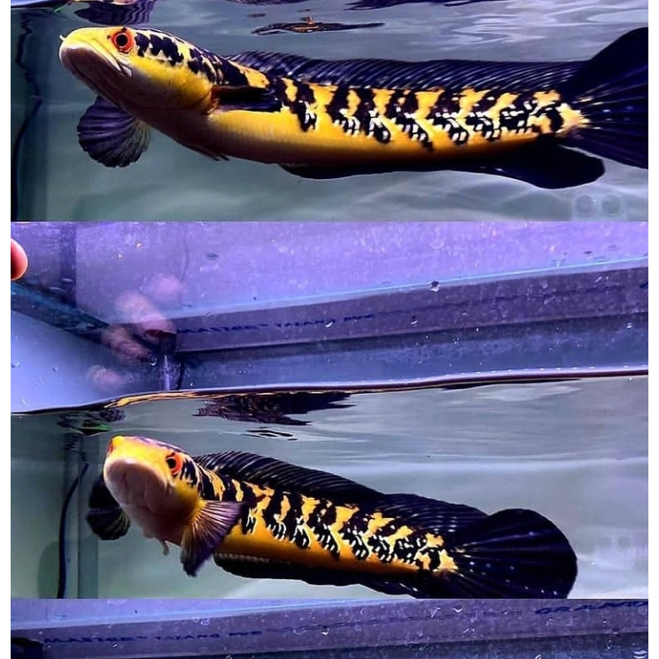 Channa Maru YS 3cm- 20+ Yellow Sentarum Jumbo Bahan Kontes