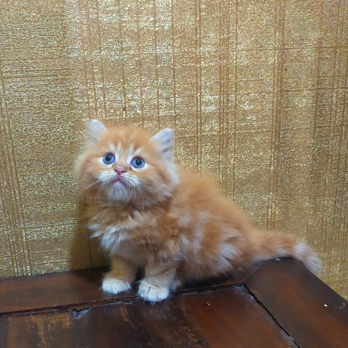 kucing Persia Munchkin pendek