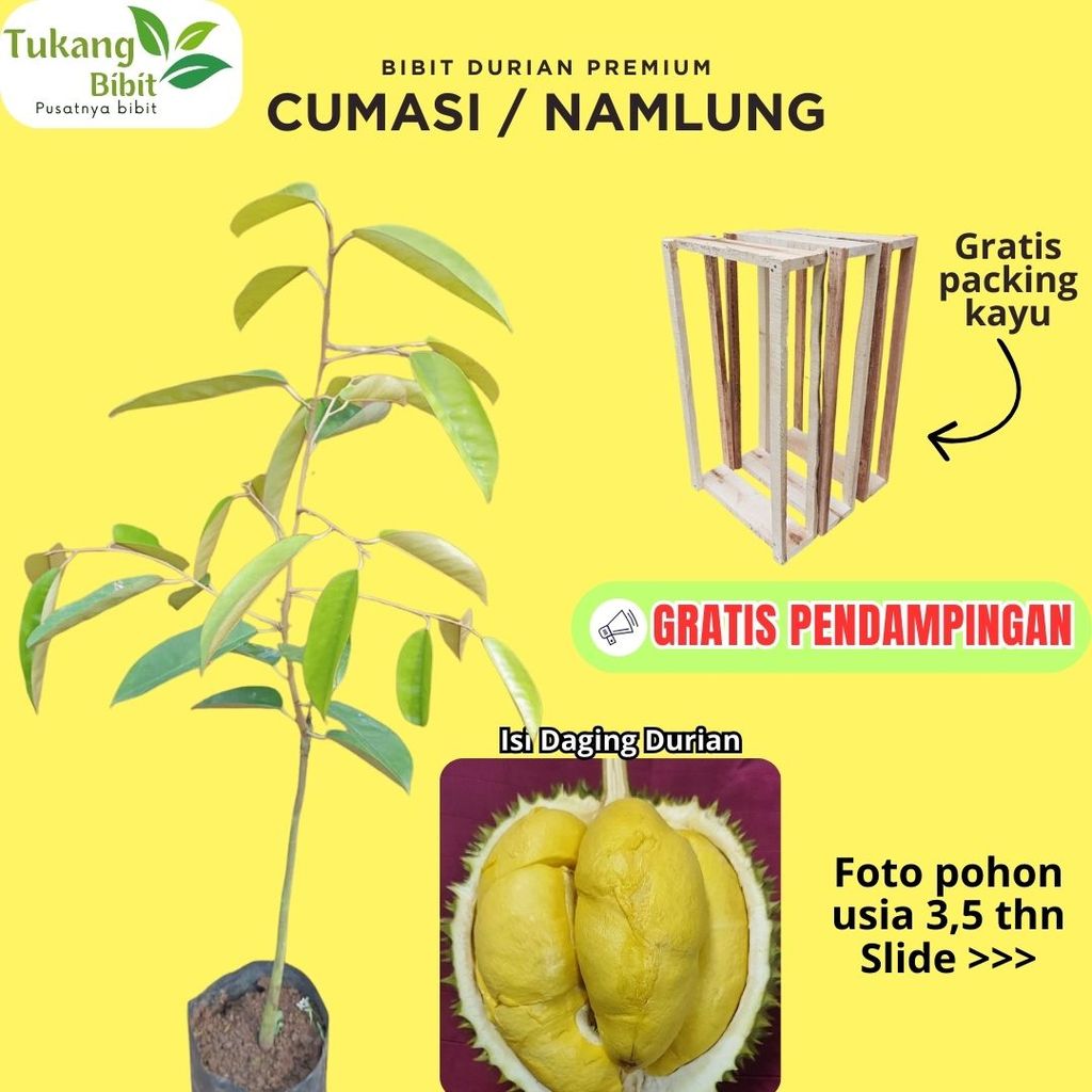Bibit Durian Cumasi Namlung Bibit Premium Asli Okulasi Super Siap Tanam Garansi Hidup Gratis Packing