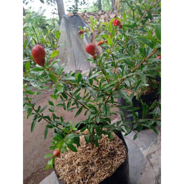 BIBIT DELIMA MERAH JUMBO BERBUAH