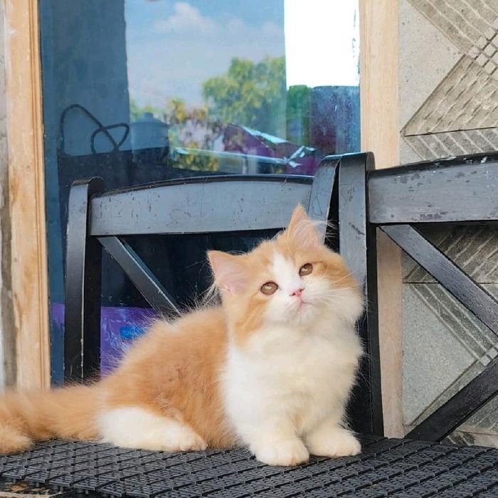 kucing Munchkin longhair/kucing cebol Persia/kucing kaki pendek kembar jantan dan betina