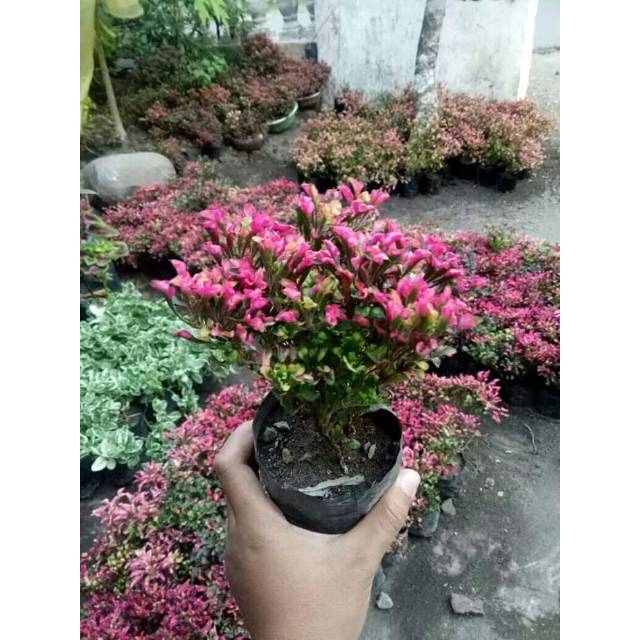 (BISA COD) Krokot Merah Super2 Jual Polibekan Asli Sperti Difoto