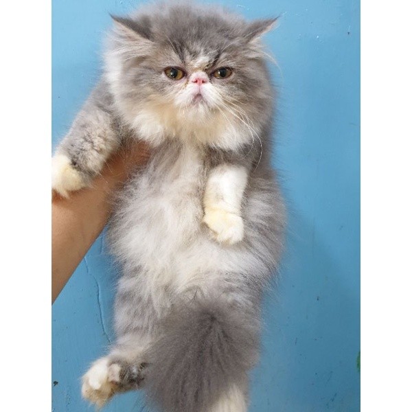 kucing persia peaknose