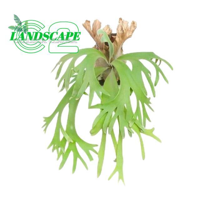 tanamanhias tanduk rusa - tanaman gantung tempel tanduk rusa - tanduk rusa tanaman - kadaka tanduk r