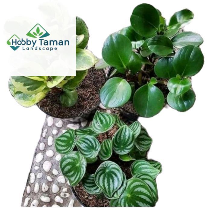 tanamanhias peperomia - paket 3 tanaman peperomia watermelon peperomia teplan hijau peperomia teplan
