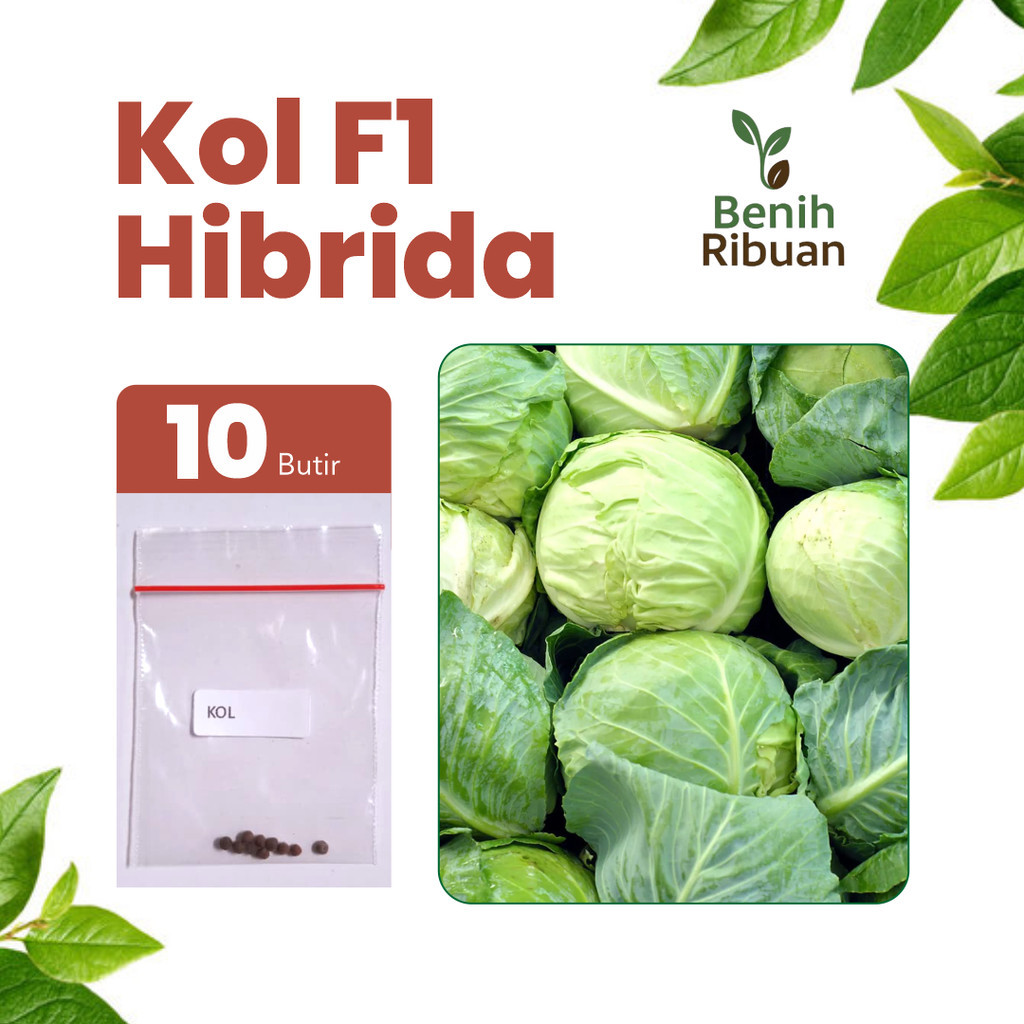 BENIH JAYA - Benih Kembang Kol Unggul, Bibit Sayur Kembang Kol Super Bibit Sayuran Premium