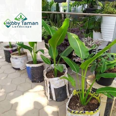 PROMO Tanaman Hias Pisang Kipas Tanaman Indoor Pisang Kipas - Besar 50-80cm - Besar 50-80cm