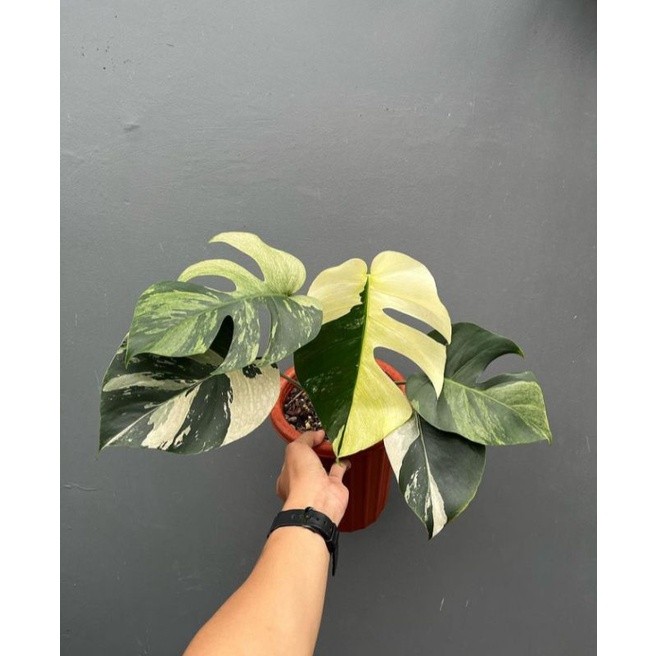 Promo Bibit Batang Bonggol Monstera Marilyn Mint Varigata